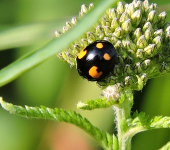Божья коровка Harmonia axyridis