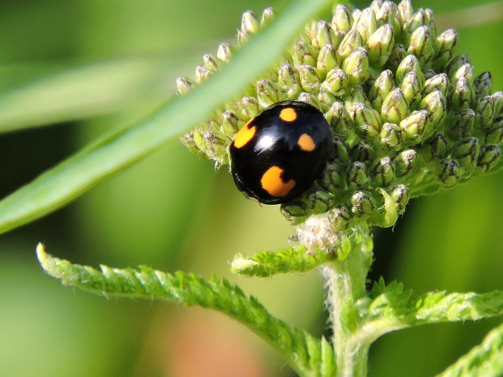 Божья коровка Harmonia axyridis