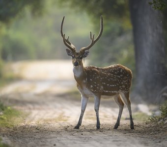 На тайных тропах