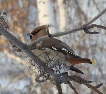Свиристель