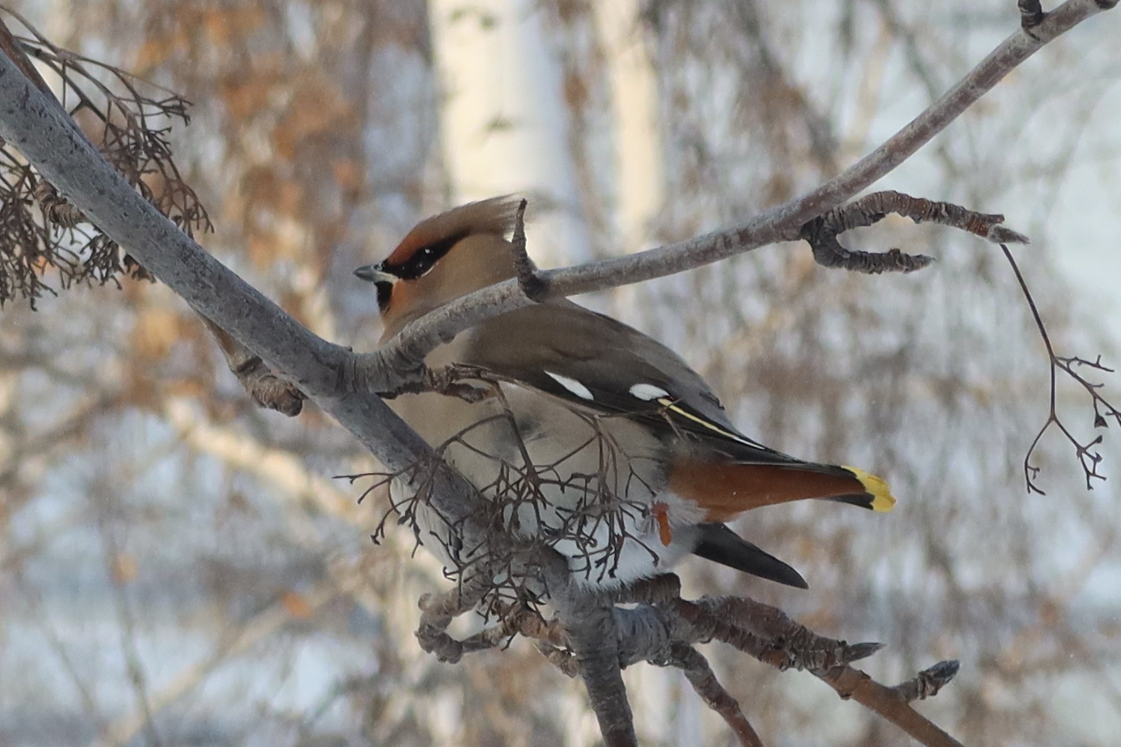 Свиристель