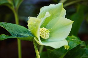 В Сочи уже распустились краснокнижные первоцветы