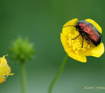 Самоцветы заливного луга: Скрытоглав шелковистый