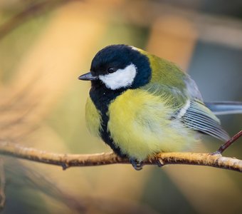 Большая синица