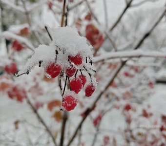 Калина в снегу
