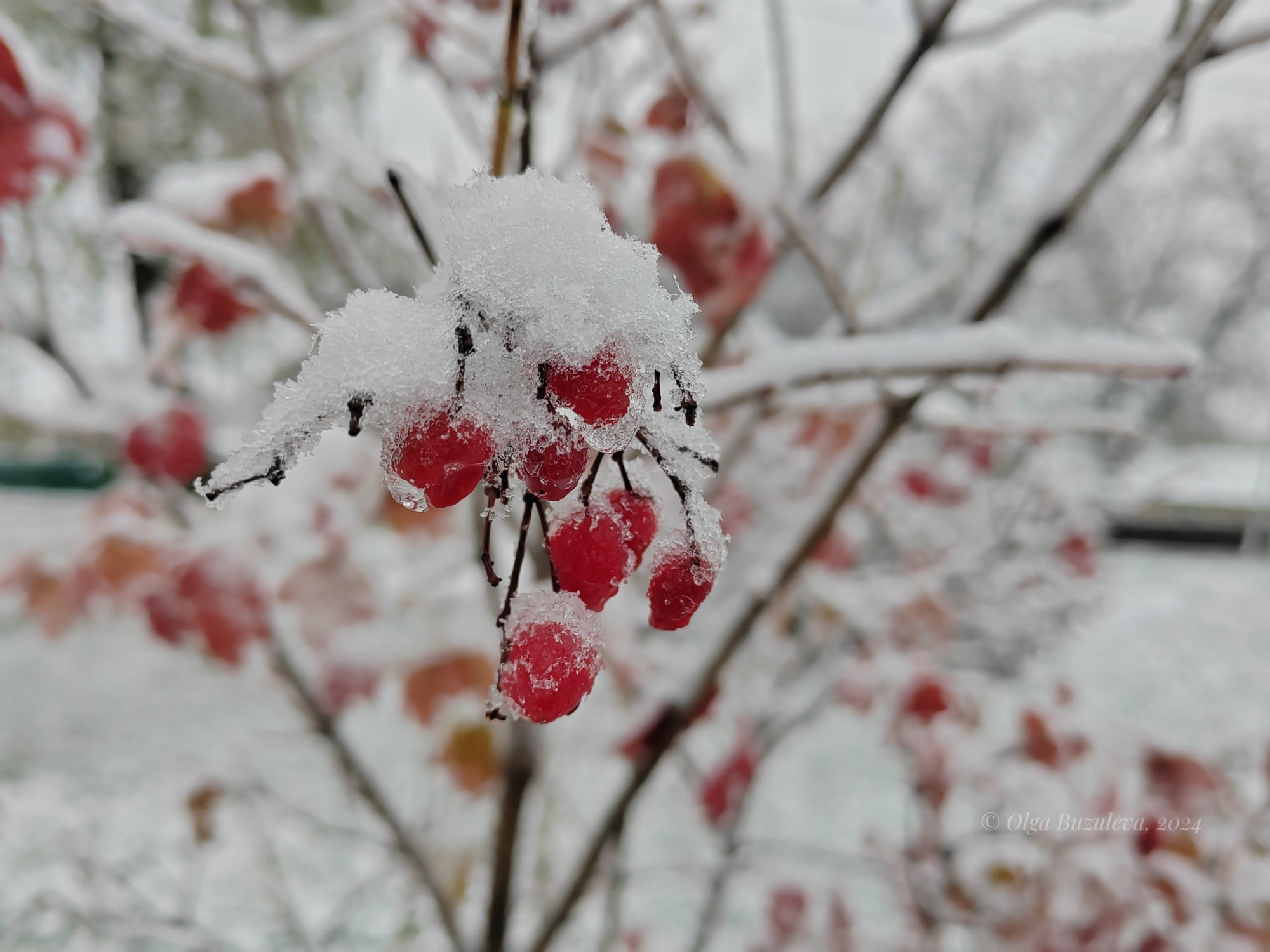 Калина в снегу