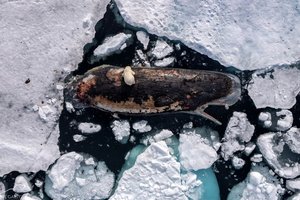 Белая медведица на спине кашалота: впечатляющая фотография