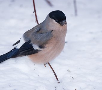 Снегирь (самка)