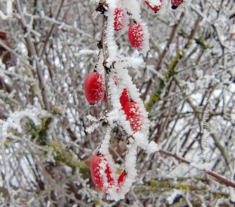 Шиповник в изморози