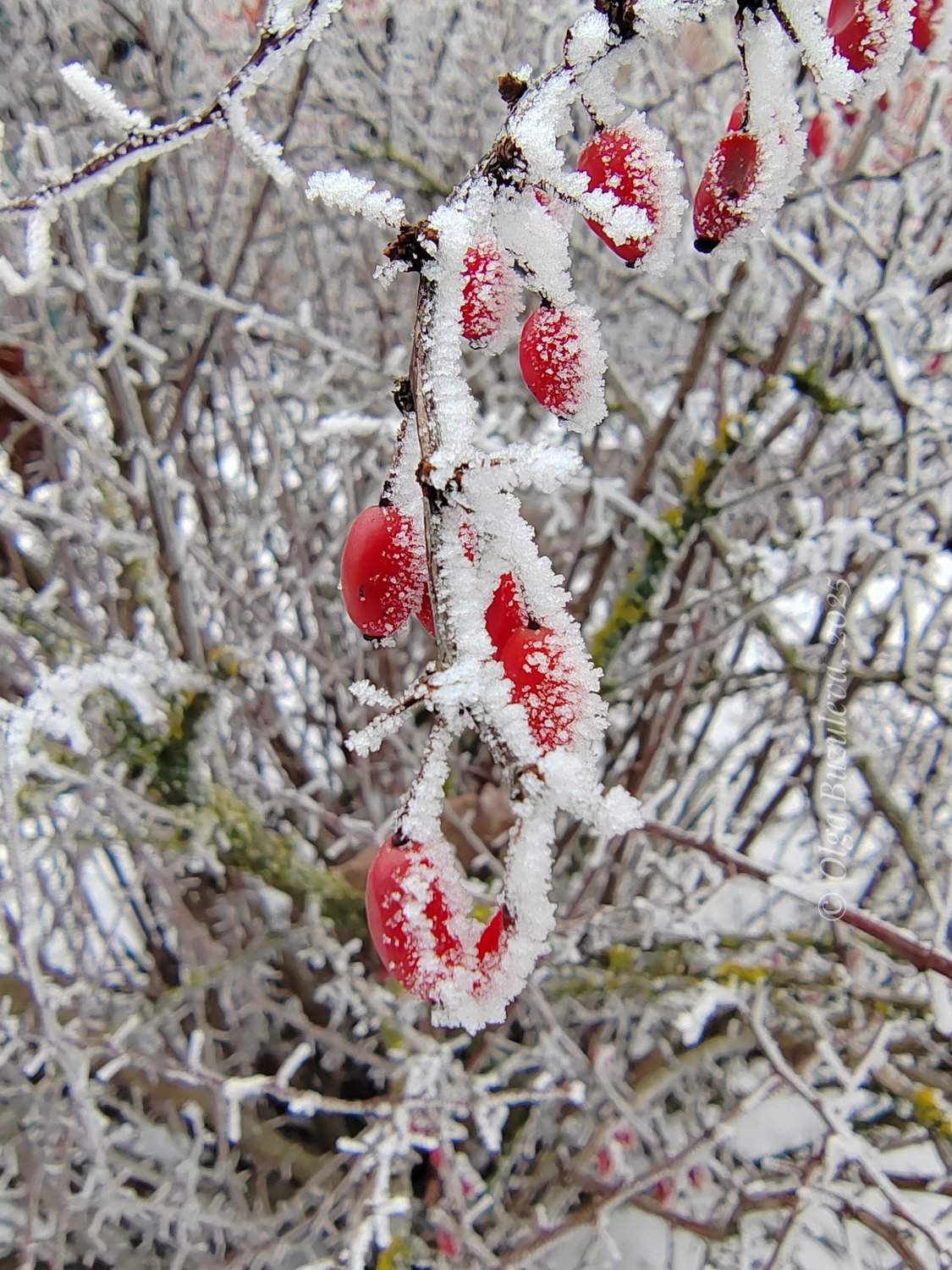 Шиповник в изморози