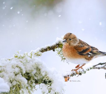 А снег кругом