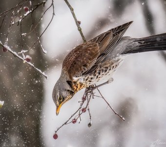 Холодно, голодно...