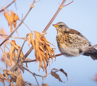 Дрозд-рябинник