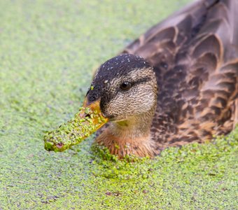 Утка в ряске
