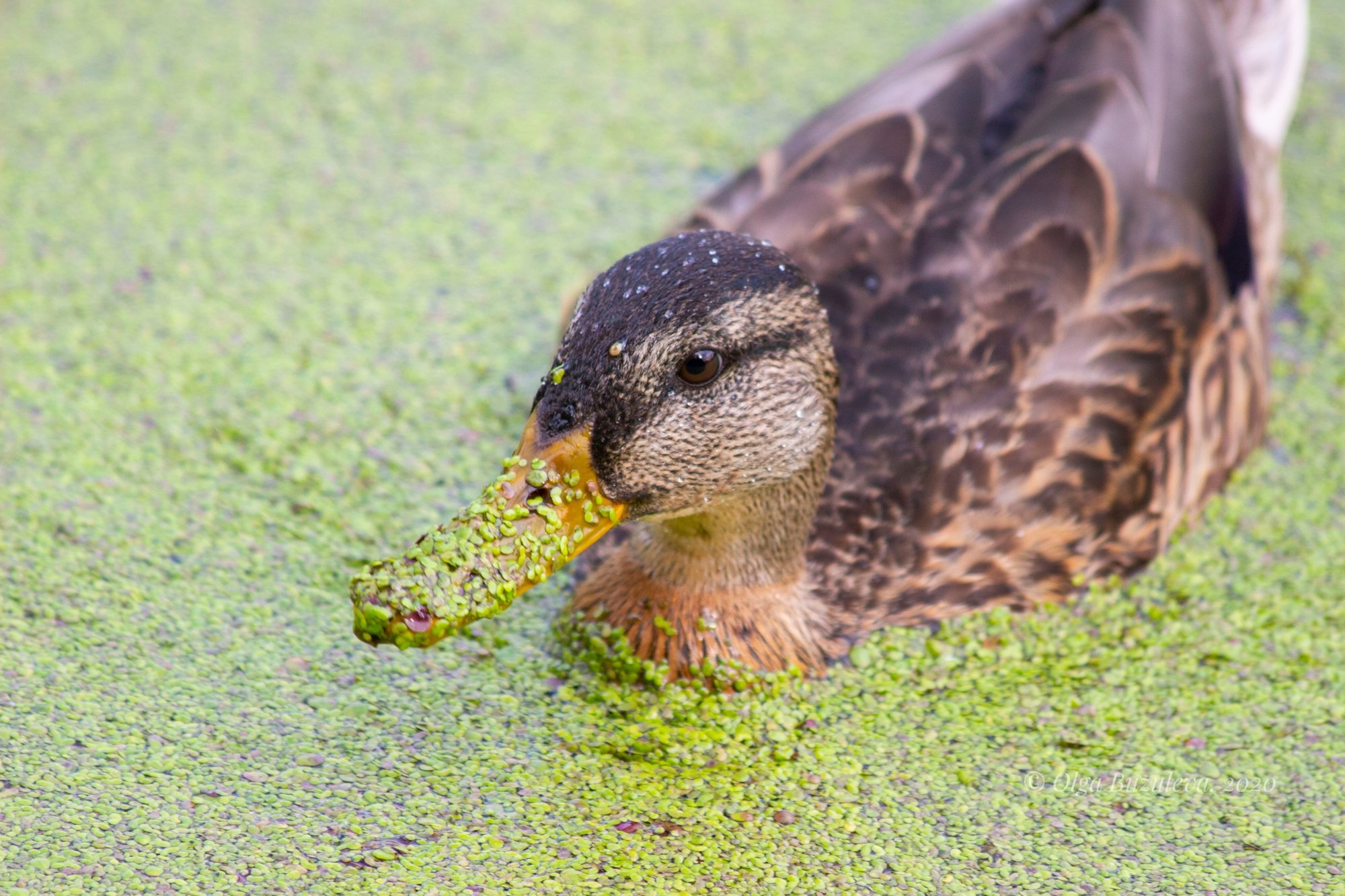 Утка в ряске