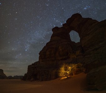 Волшебное дерево - 2