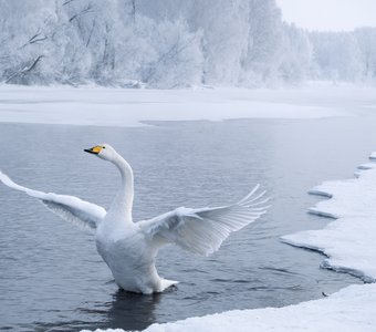Лебедь-кликун на зимовке, Алтайский край
