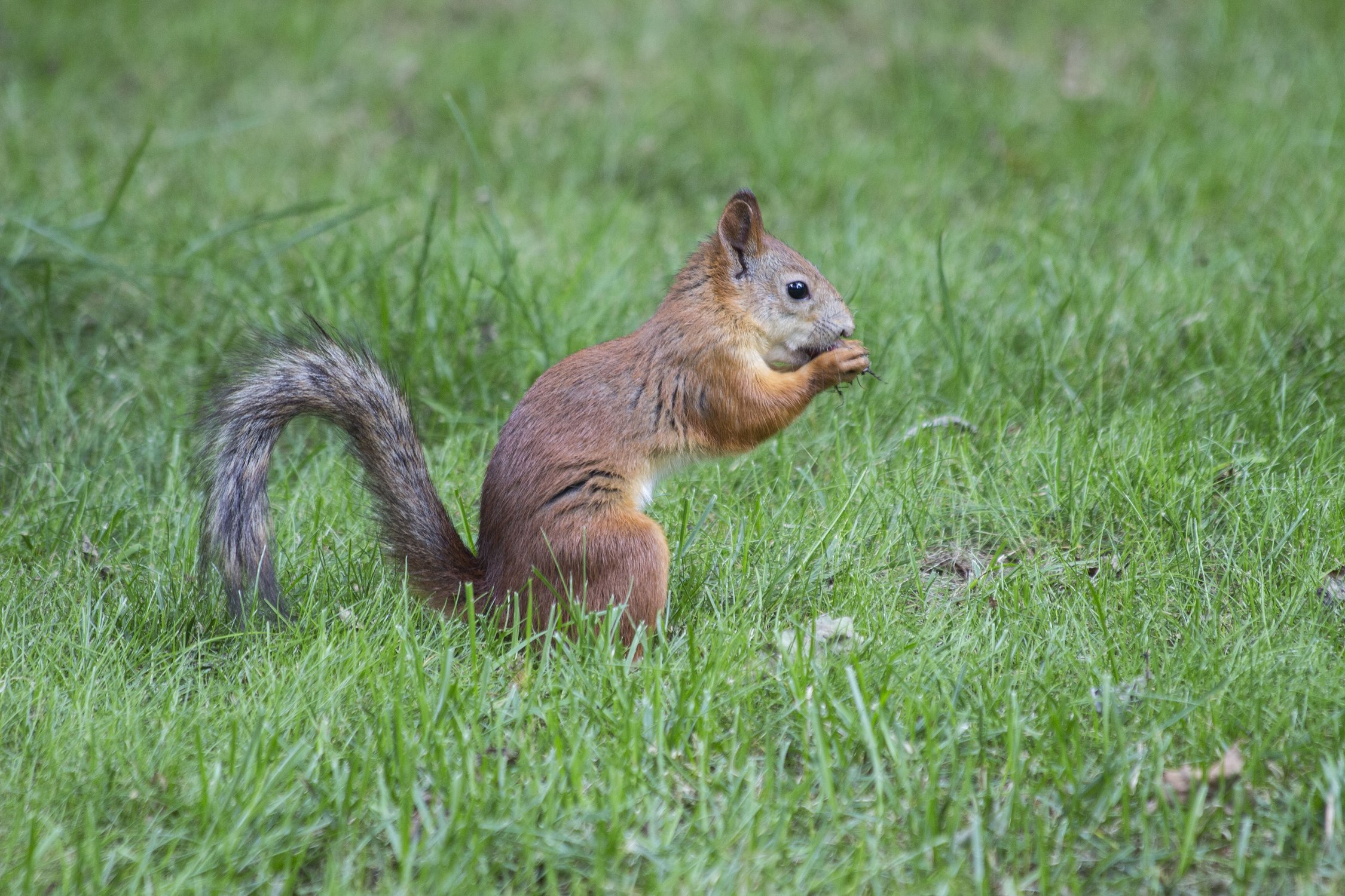Рыжая в траве