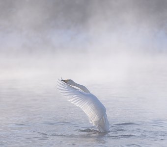 В утренней дымке