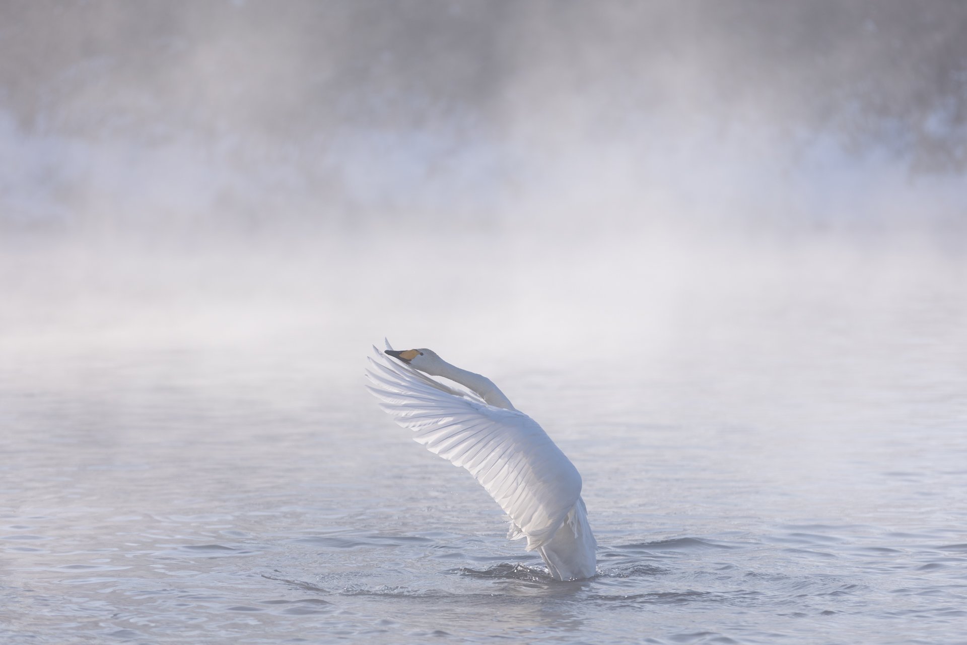 В утренней дымке