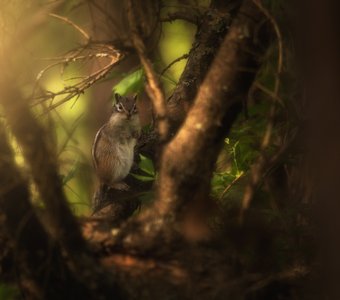 В гости к бурундуку