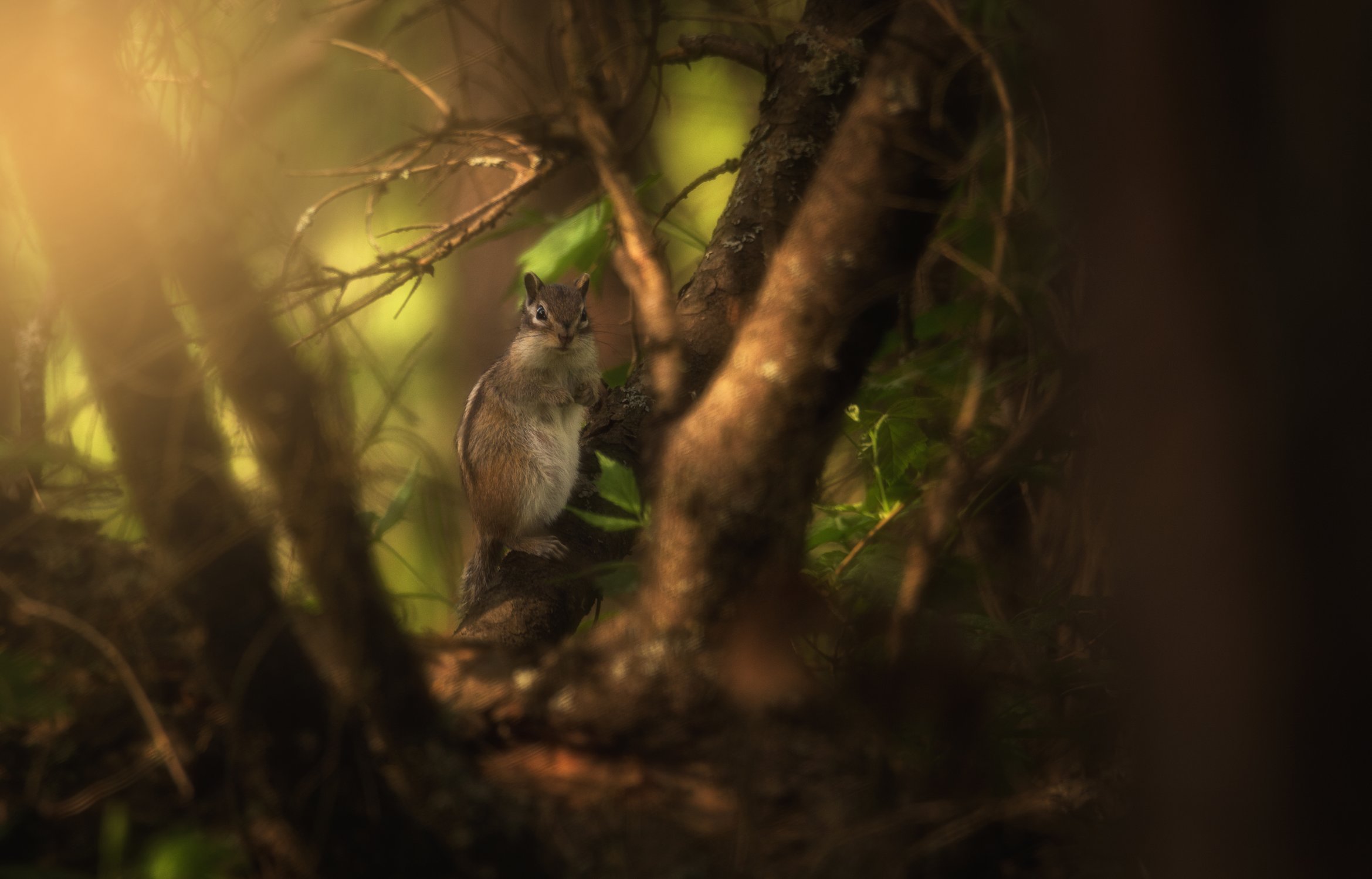 В гости к бурундуку