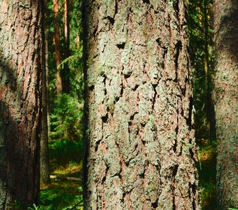 Очарованные светом