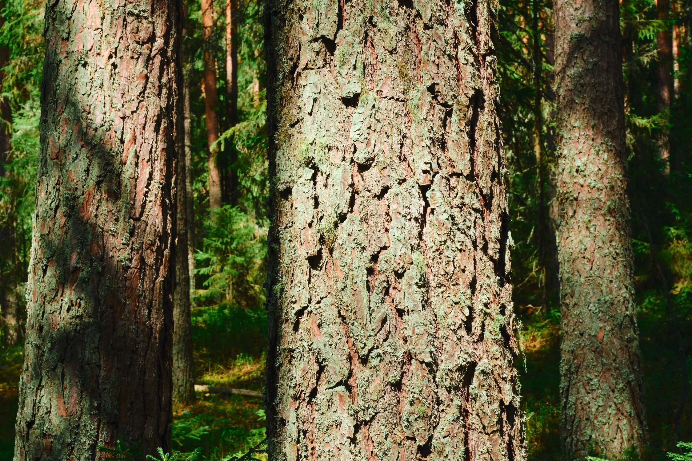 Очарованные светом