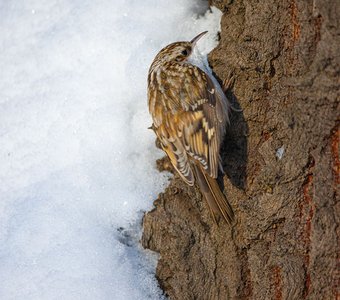 "Альпинист"