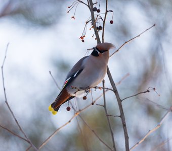 В контровом свете