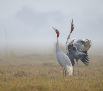Песня индийского журавля