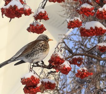 Аппетитная рябина