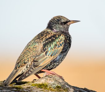 Живописный скворец — расписной красаве́ц!