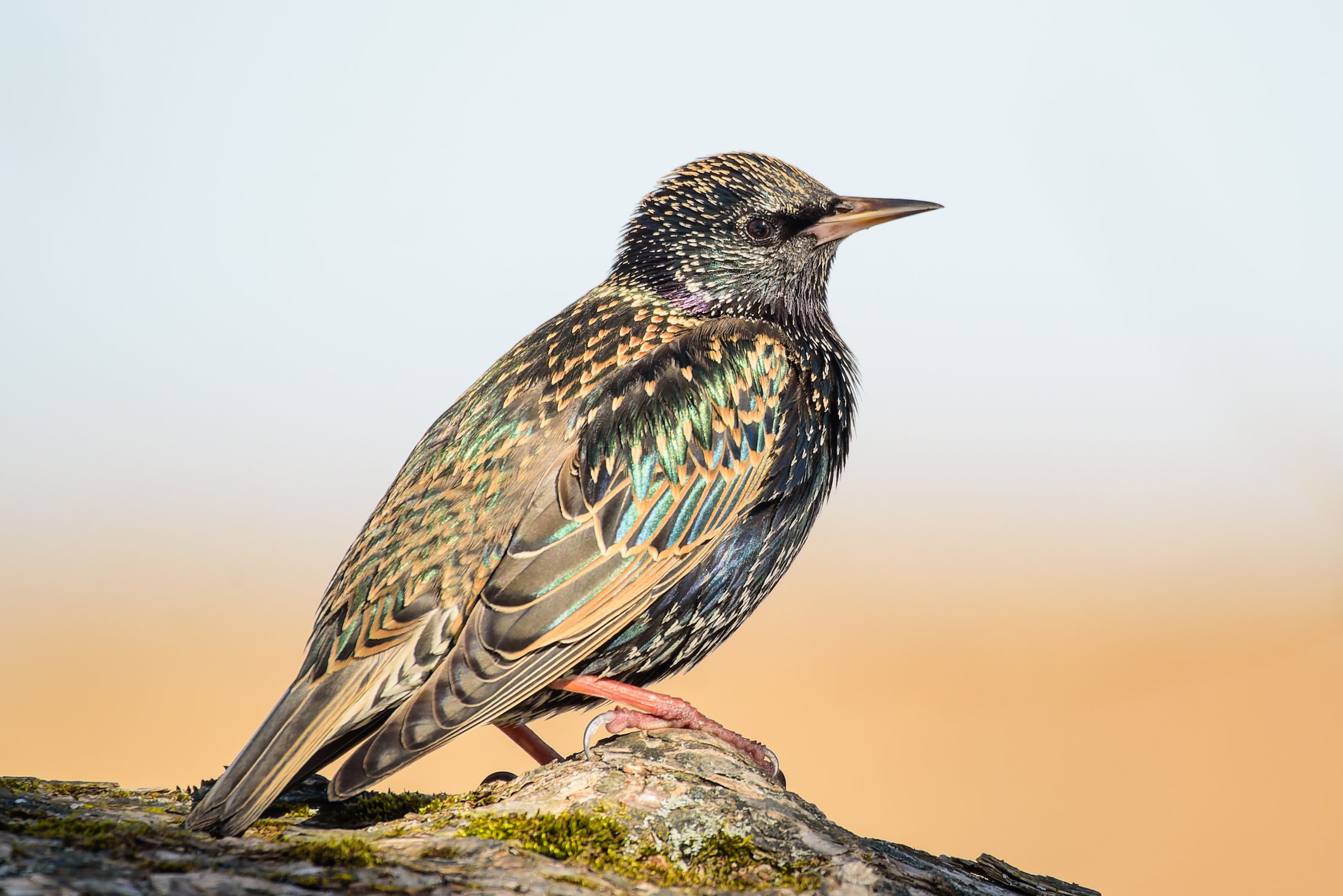 Живописный скворец — расписной красаве́ц!