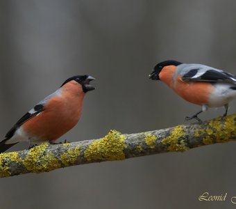 Здесь дорога с односторонним движением, товарищ!