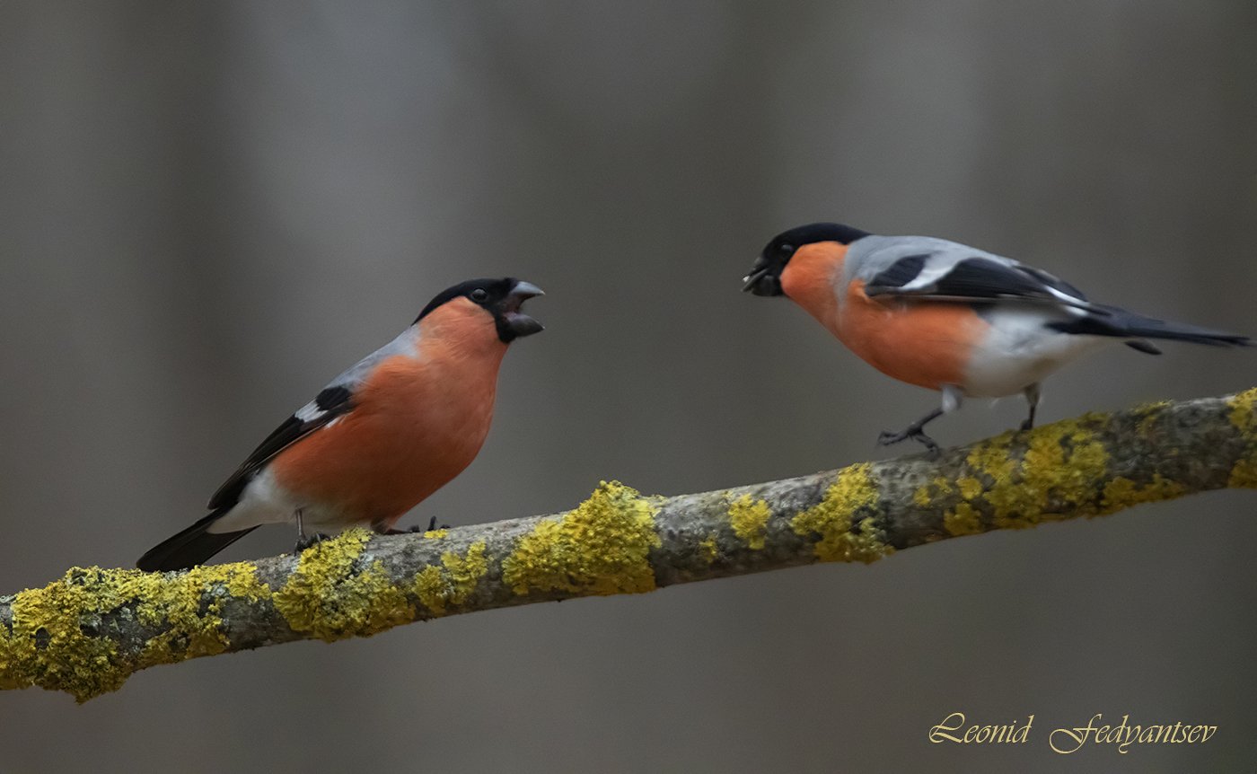 Здесь дорога с односторонним движением, братан!