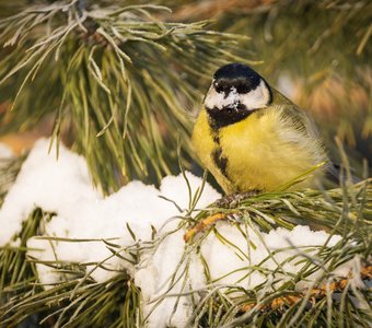 Снежная диета