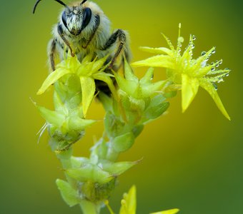 Пчела на рассвете