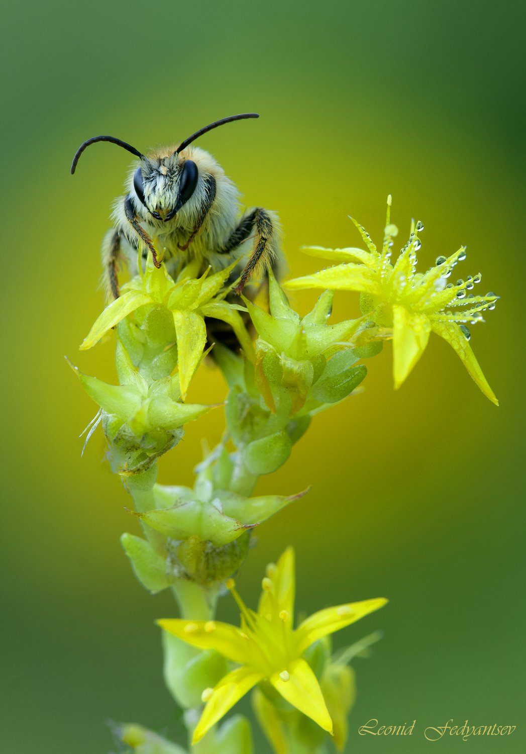 Пчела на рассвете