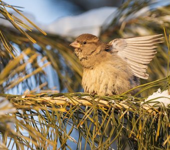 Домовый воробей (самка)