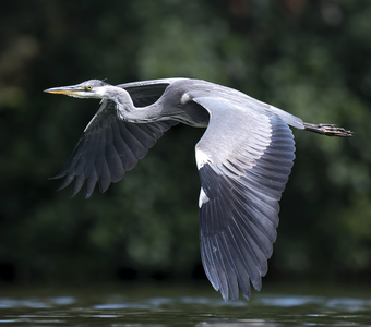 Серая цапля (Ardea cinerea)