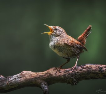 Голосистый