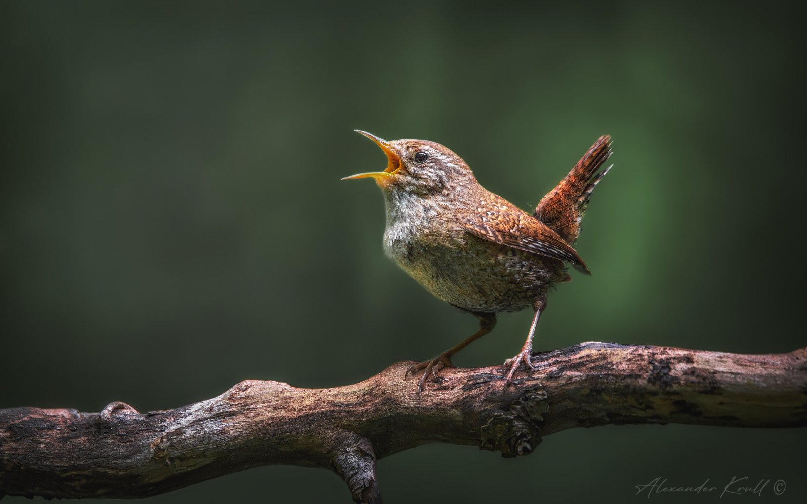 Голосистый