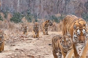 В Китае заметили амурскую тигрицу с пятью тигрятами: редкие кадры