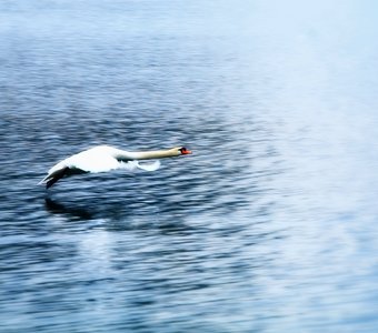 На взлет. Лебедь на горном озере