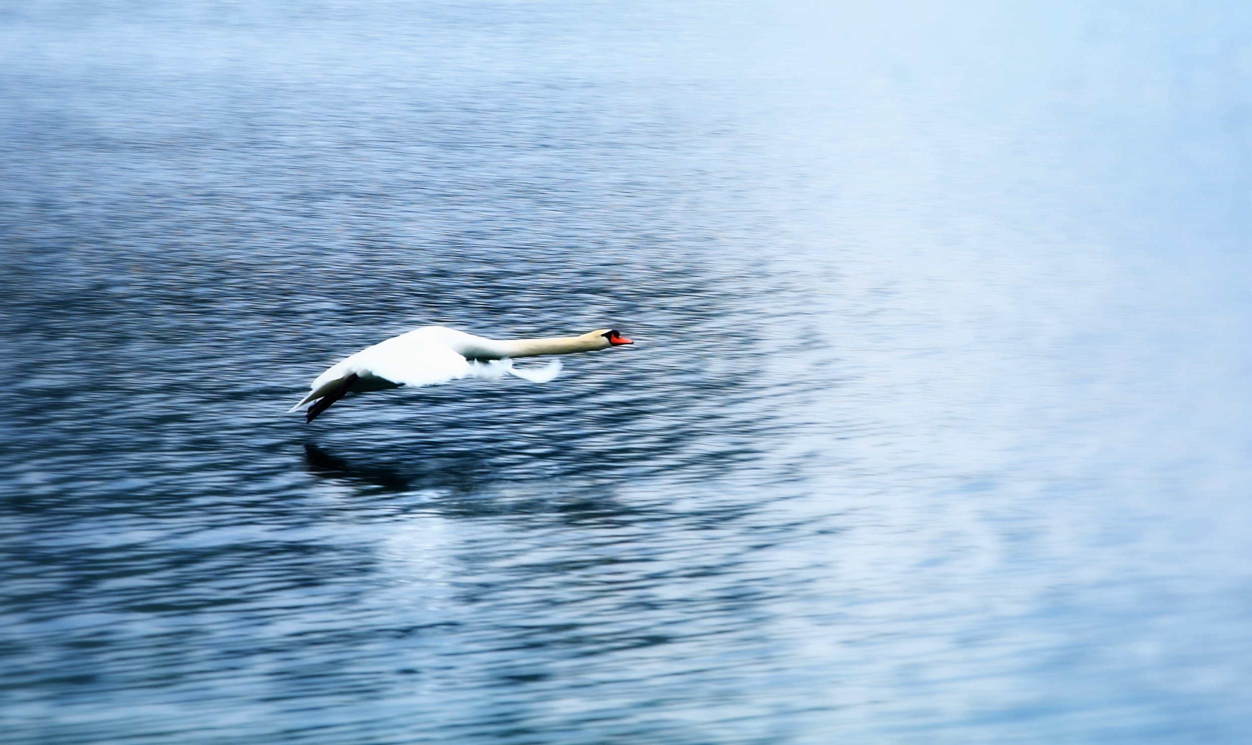 На взлет. Лебедь на горном озере