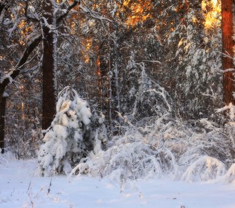 Золото зимы
