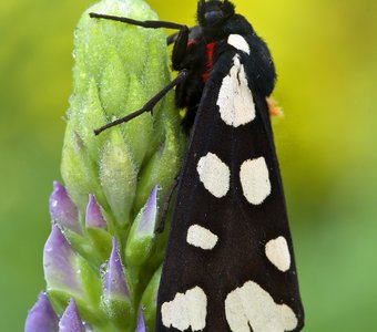 Медведица деревенская