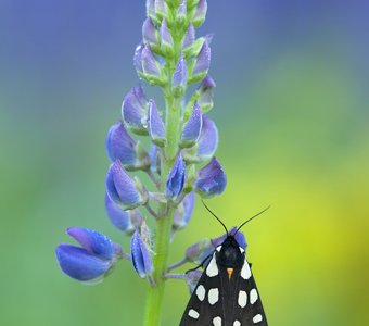 Отдых на люпине