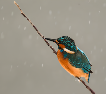 Зимний зимородок